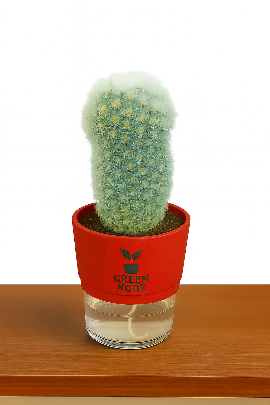Cactus plants live air  purifying indoor plant with self watering pot