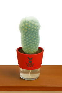 Cactus plants live air  purifying indoor plant with self watering pot