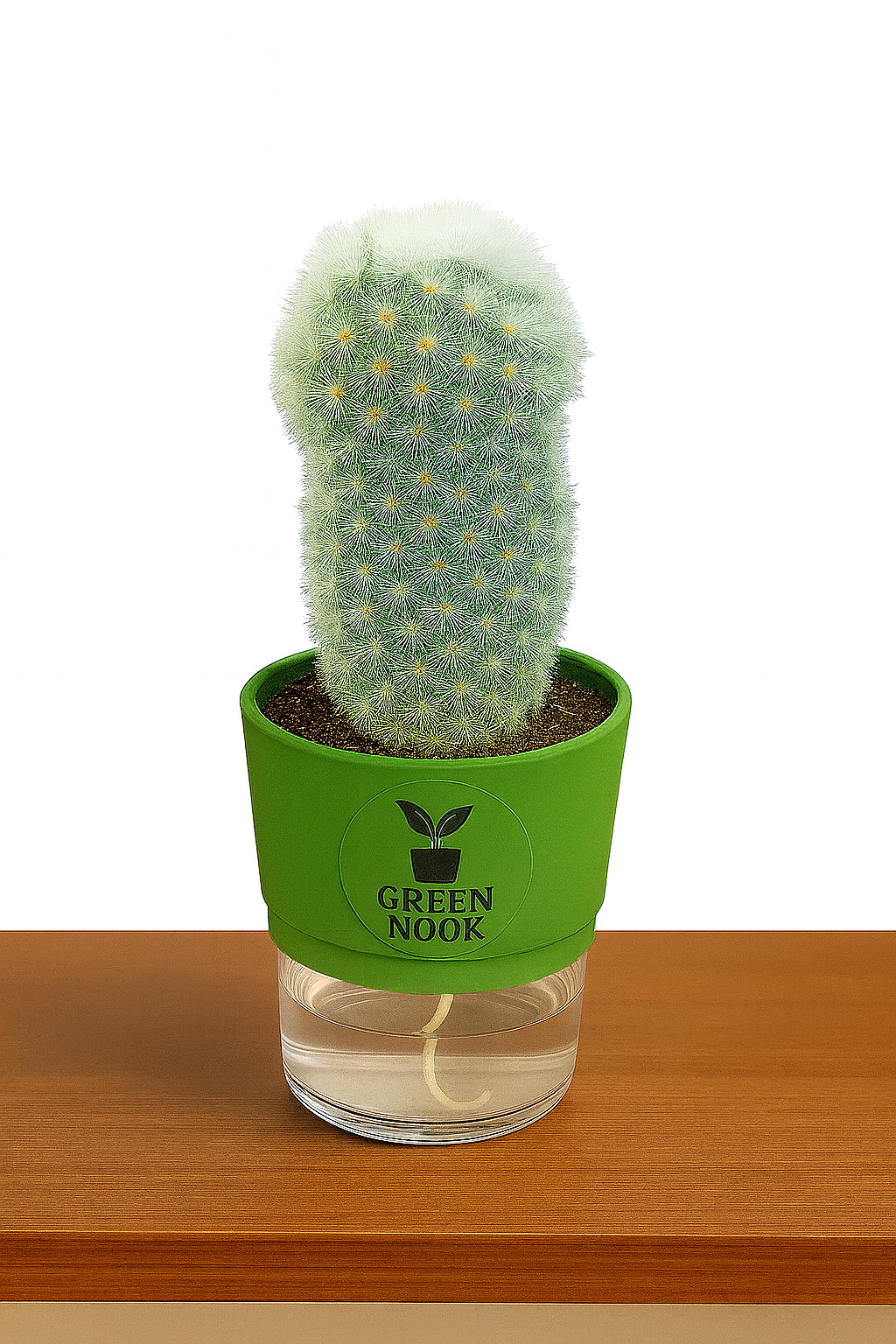 Cactus plants live air  purifying indoor plant with self watering pot.