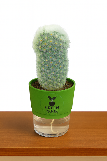 Cactus plants live air  purifying indoor plant with self watering pot.