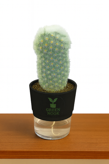 Cactus plants live air  purifying indoor plant with self watering pot.