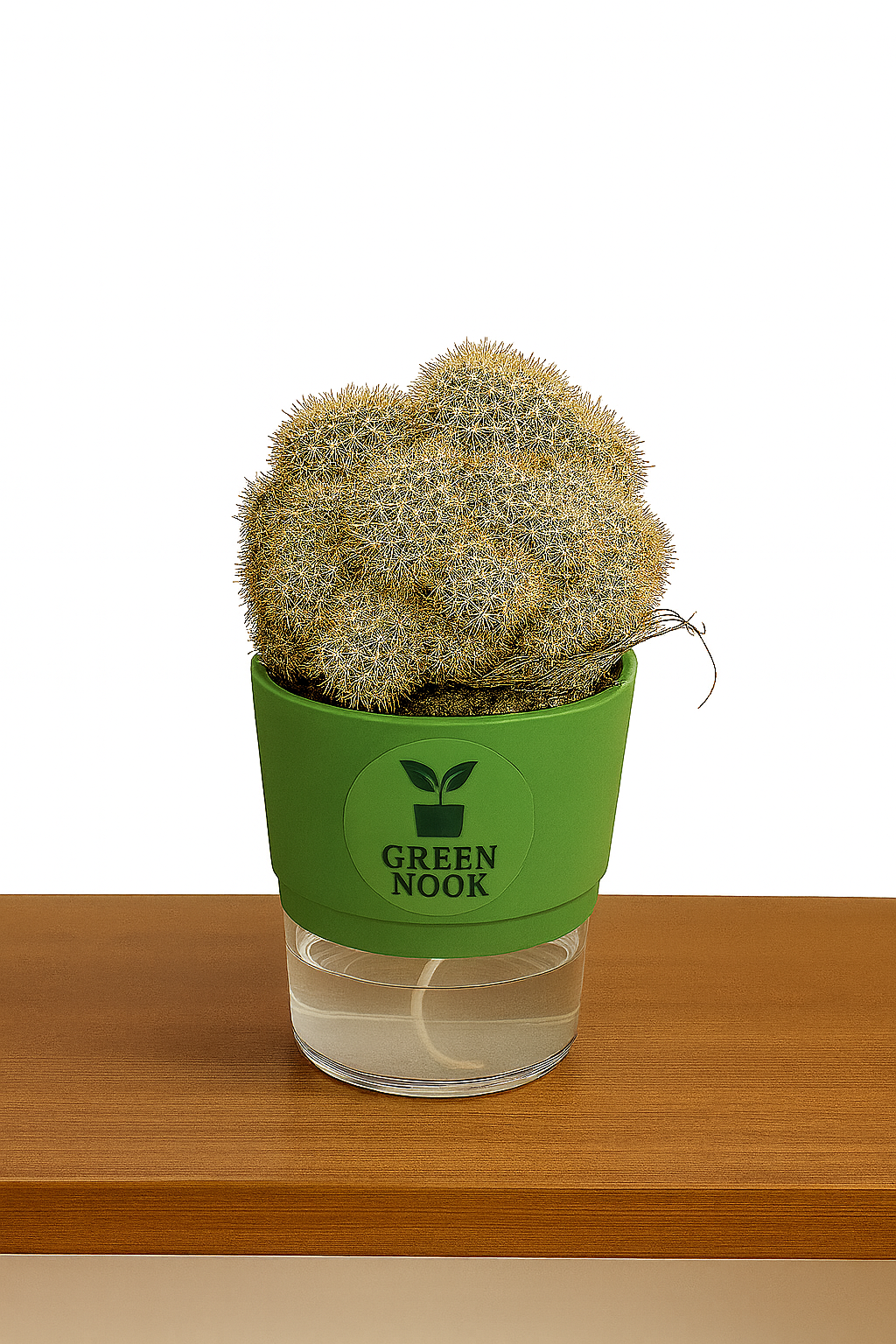 Cactus plants live air  purifying indoor plant with self watering pot.