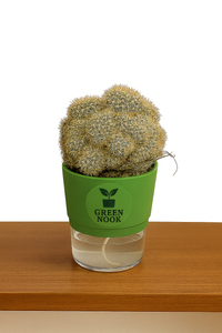Cactus plants live air  purifying indoor plant with self watering pot.