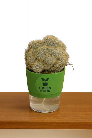 Cactus plants live air  purifying indoor plant with self watering pot.