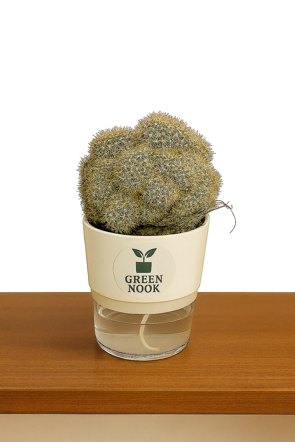 Cactus plants live air  purifying indoor plant with self watering pot