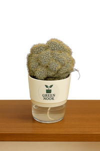 Cactus plants live air  purifying indoor plant with self watering pot