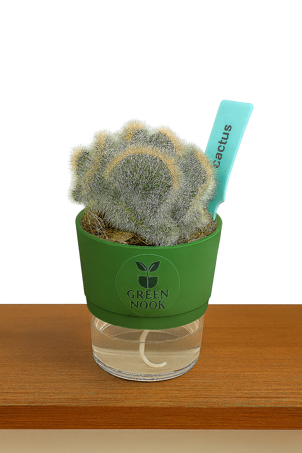 Cactus plants live air  purifying indoor plant with self watering pot.