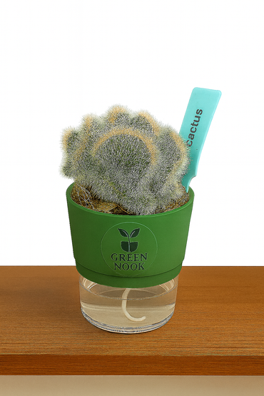 Cactus plants live air  purifying indoor plant with self watering pot.