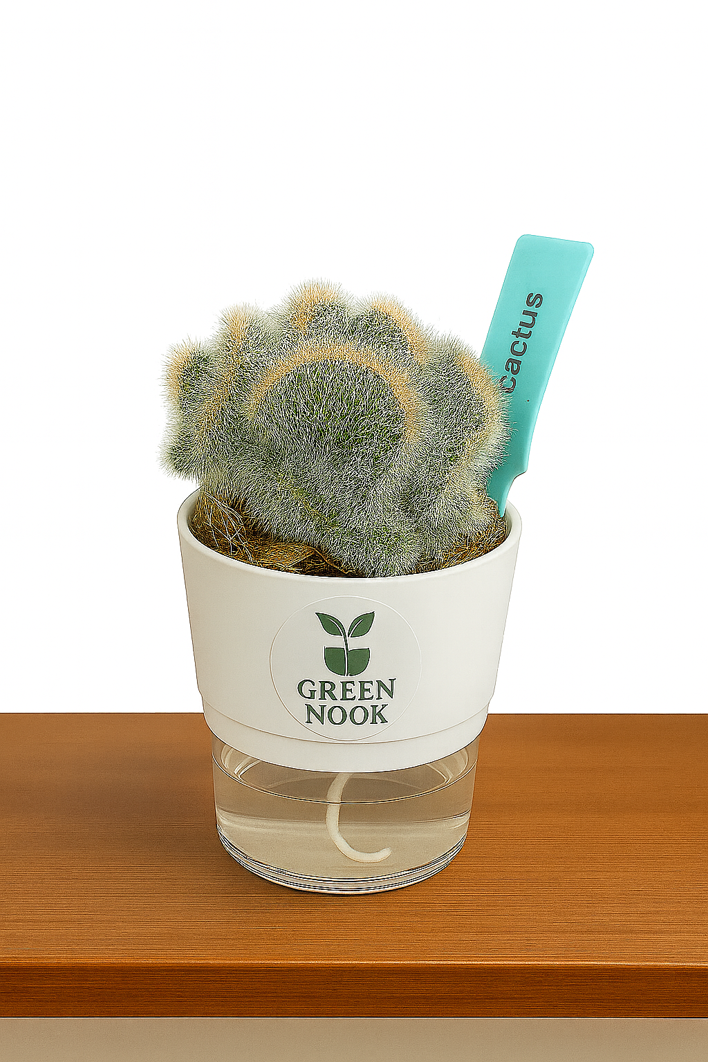 Cactus plants live air  purifying indoor plant with self watering pot