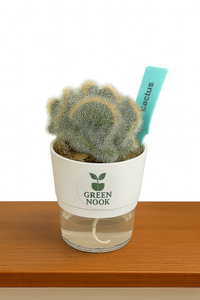 Cactus plants live air  purifying indoor plant with self watering pot.