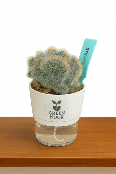 Cactus plants live air  purifying indoor plant with self watering pot.