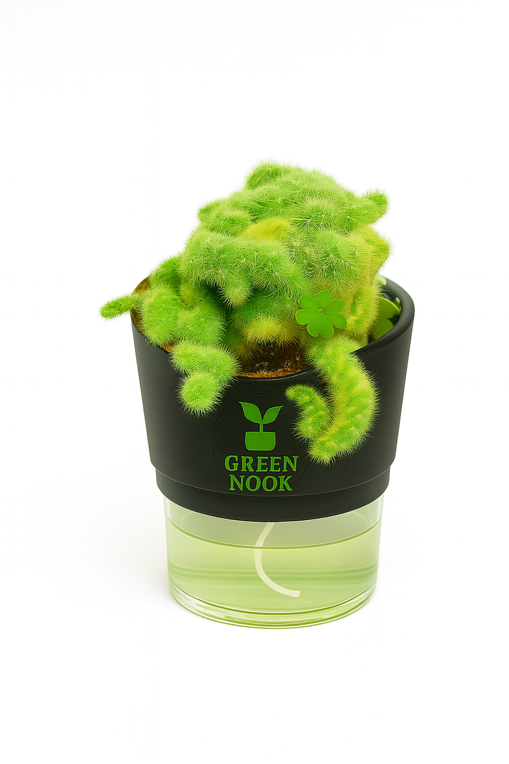 Cactus plants live air  purifying indoor plant with self watering pot.