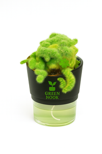 Cactus plants live air  purifying indoor plant with self watering pot.