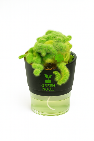 Cactus plants live air  purifying indoor plant with self watering pot.
