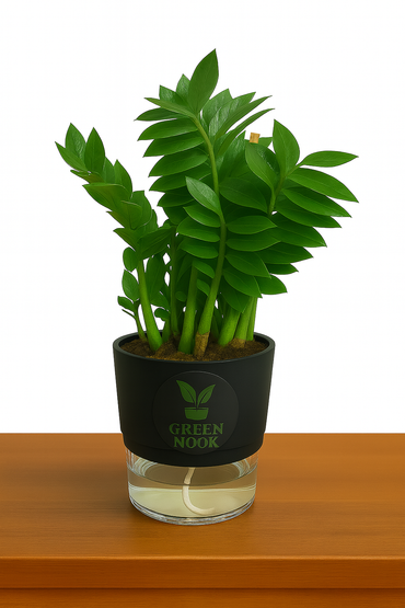 Zamioculas Zamiifolia plant live air  purifying indoor plant with self watering pot.