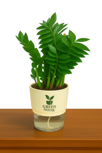 Zamioculas Zamiifolia plant live air  purifying indoor plant with self watering pot.
