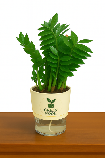 Zamioculas Zamiifolia plant live air  purifying indoor plant with self watering pot.