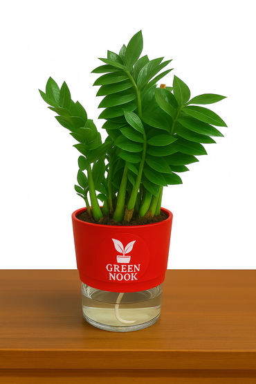 Zamioculas Zamiifolia plant live air  purifying indoor plant with self watering pot.