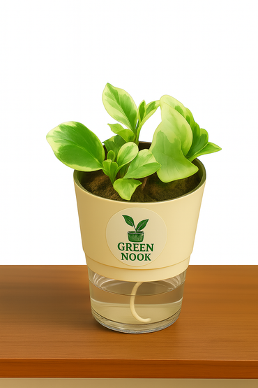 Peperomia Variegated plant live air purifying indoor plant with self watering pot.