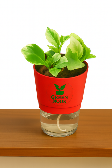 Peperomia Variegated plant live air purifying indoor plant with self watering pot.