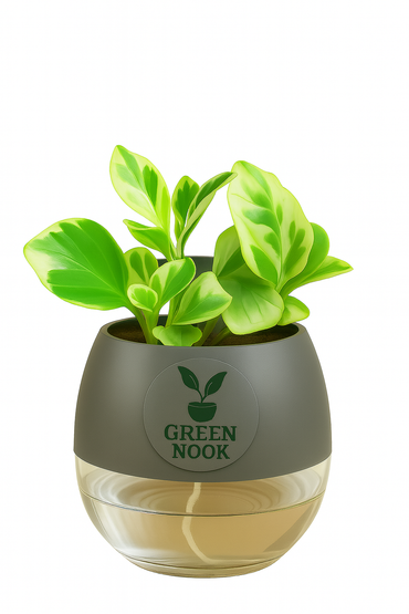 Peperomia Variegated plant live air purifying indoor plant with self watering pot.