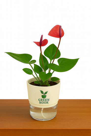Anthurium Red plant flamingo flower plant live air purifying indoor plant with self watering pot.