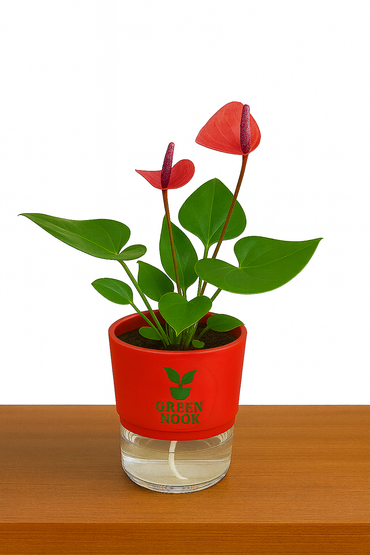 Anthurium Red plant flamingo flower plant live air purifying indoor plant with self watering pot.