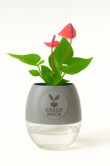 Anthurium Red plant flamingo flower plant live air purifying indoor plant with self watering pot.