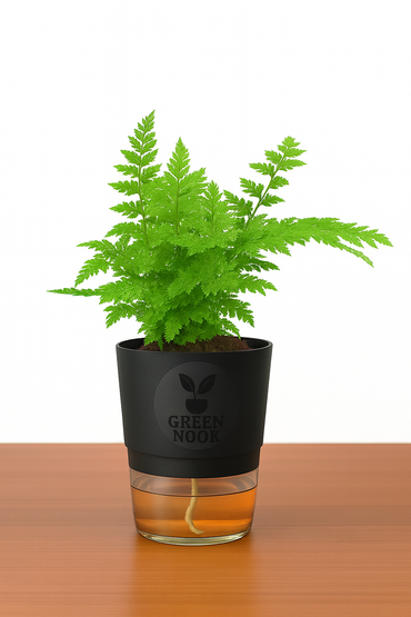 Araucaria plant live air purifying indoor plant with self watering pot.
