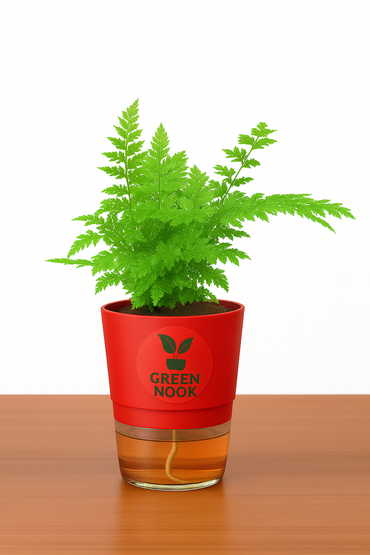 Araucaria plant live air purifying indoor plant with self watering pot.