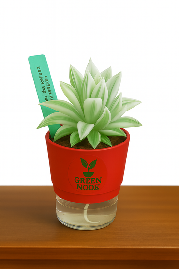 Haworthia retusa plant live indoor plant with self watering pot.