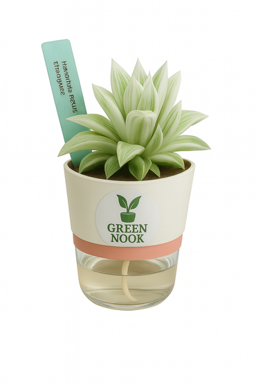 Haworthia retusa plant live indoor plant with self watering pot.