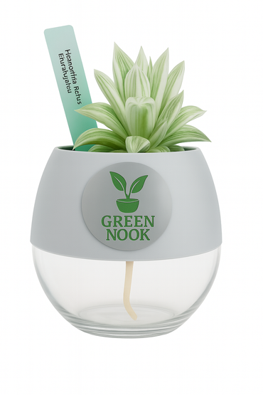 Haworthia retusa plant live indoor plant with self watering pot.