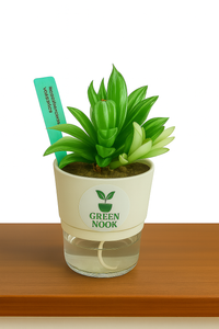 Haworthia limiforia plant live air  purifying indoor plant with self watering pot.