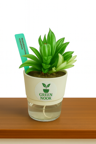 Haworthia limiforia plant live air  purifying indoor plant with self watering pot.