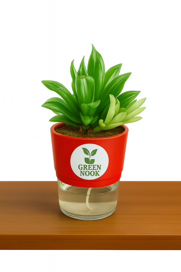 Haworthia limiforia plant live air  purifying indoor plant with self watering pot.