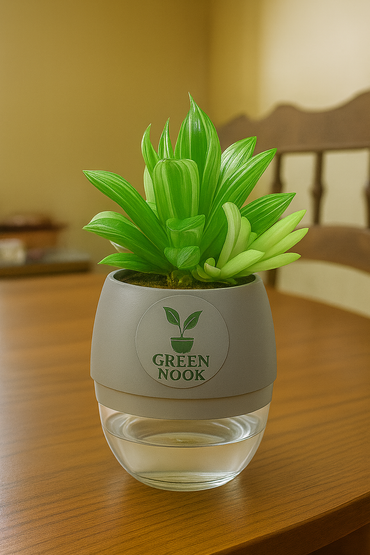 Haworthia limiforia plant live air  purifying indoor plant with self watering pot.