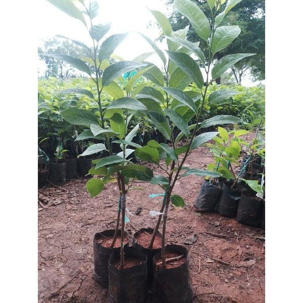 Custard apple / Seethapazham (Golden, Graft) Fruit Plant