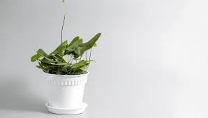 Heart leaf fern Plant