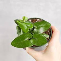 Heart leaf fern Plant