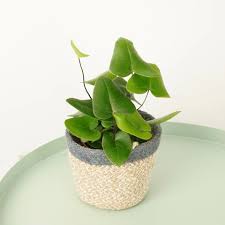 Heart leaf fern Plant