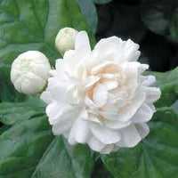Hybrid Jasmine / Mulla  - Plant 1 feet