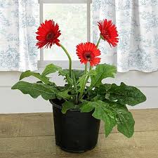 Jerabera plant RED Color
