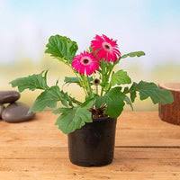 Jerabera plant RED Color
