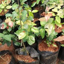 Lubica (COFFEE PLUM) Plant 2 feet Lowest price guaranteed