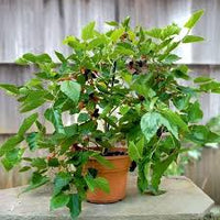 Mulberry plant