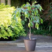 Mulberry plant