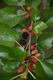 Mulberry plant