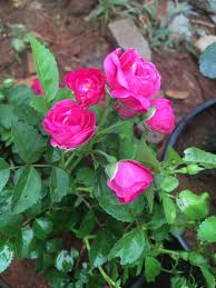 Miniature Rose Button Rose  Plant
