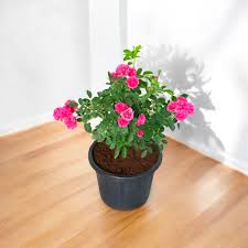 Miniature Rose Button Rose  Plant
